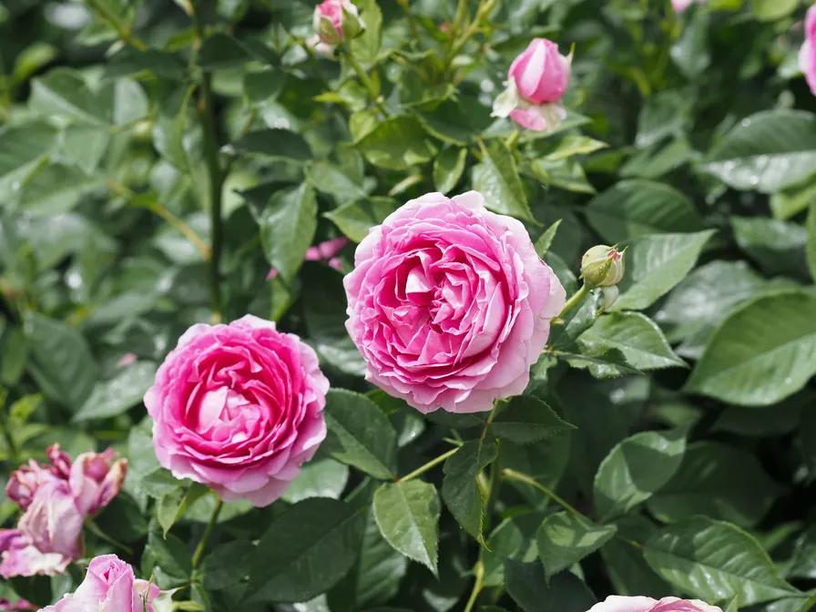 蓝莓蛋糕桔子蛋糕,人气蛋糕推荐蓝莓蛋糕