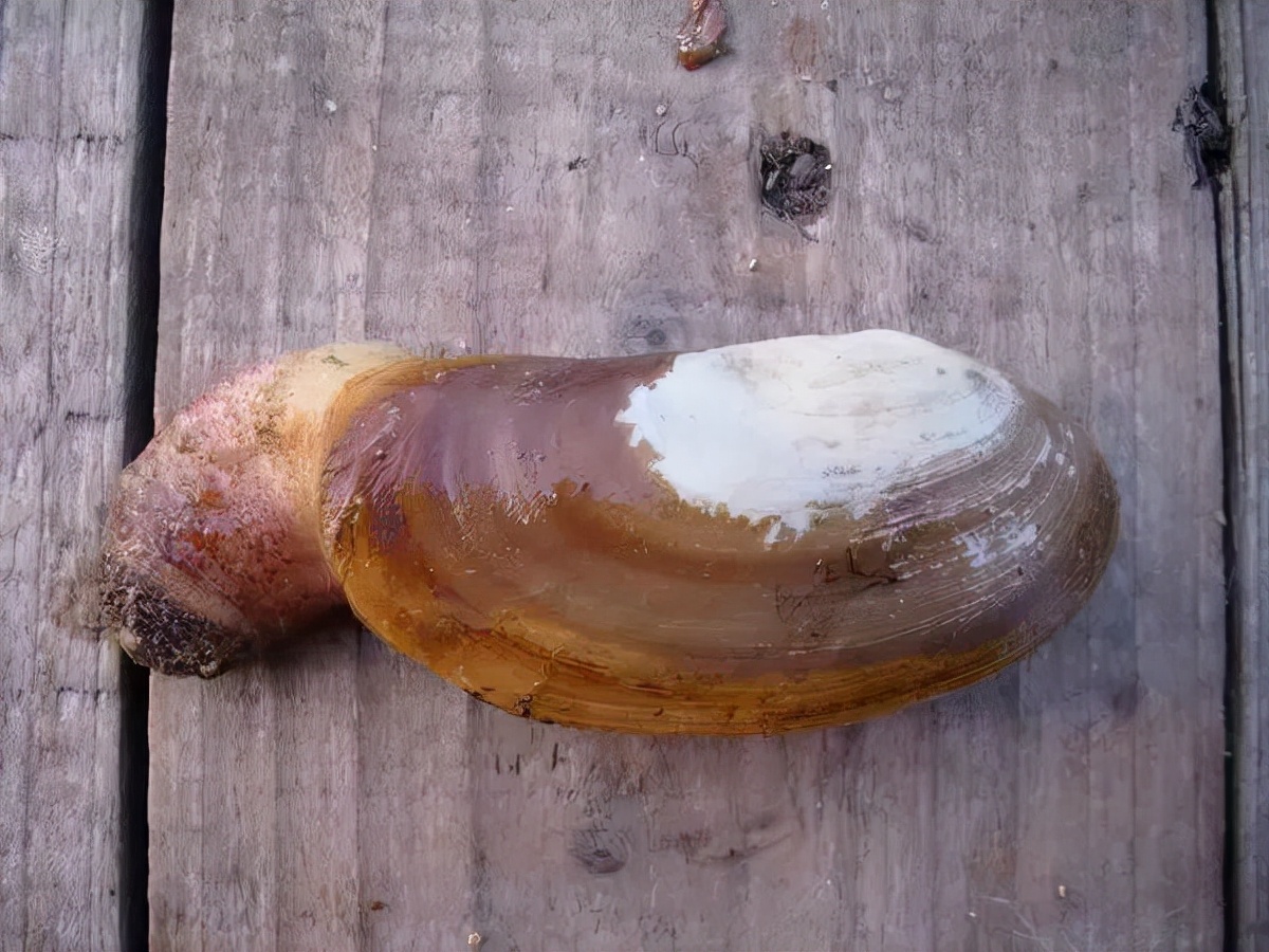 买海鲜应该怎么去买,如何挑选海鲜才是正确的