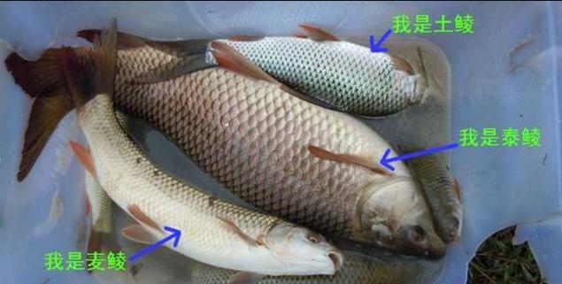 长江鱼类数量增多,长江鱼类目前现状