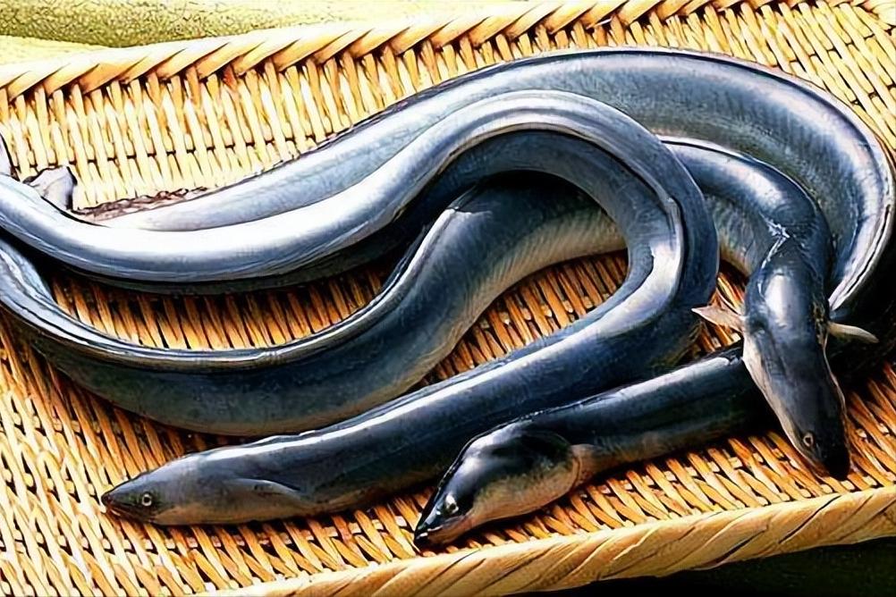 七种不一样的鱼图片,各种鱼的区别方法图解