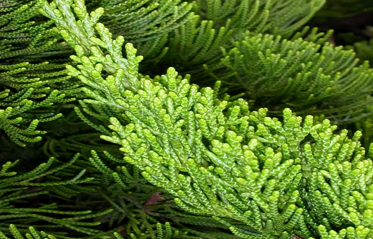 木本植物有哪些品种,什么观赏木本植物不怕冻不怕晒