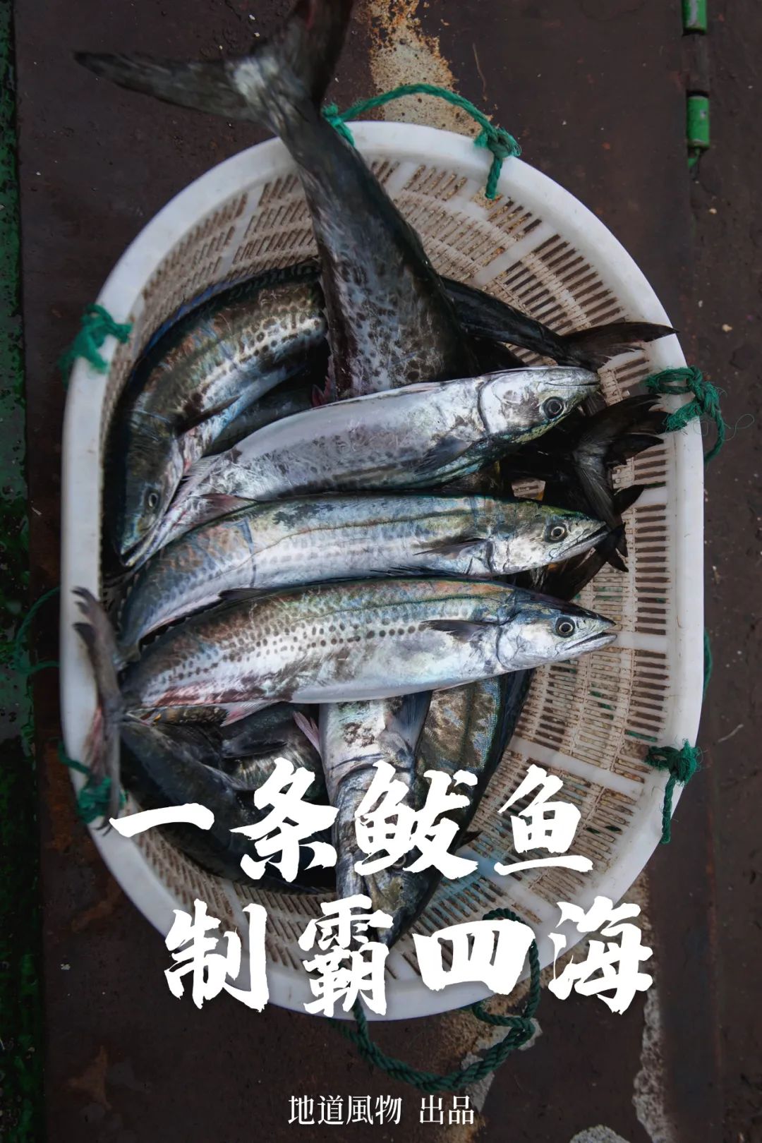 南方马鲛和北方马鲛哪个好吃,山东鲅鱼与南方马鲛鱼哪个好吃