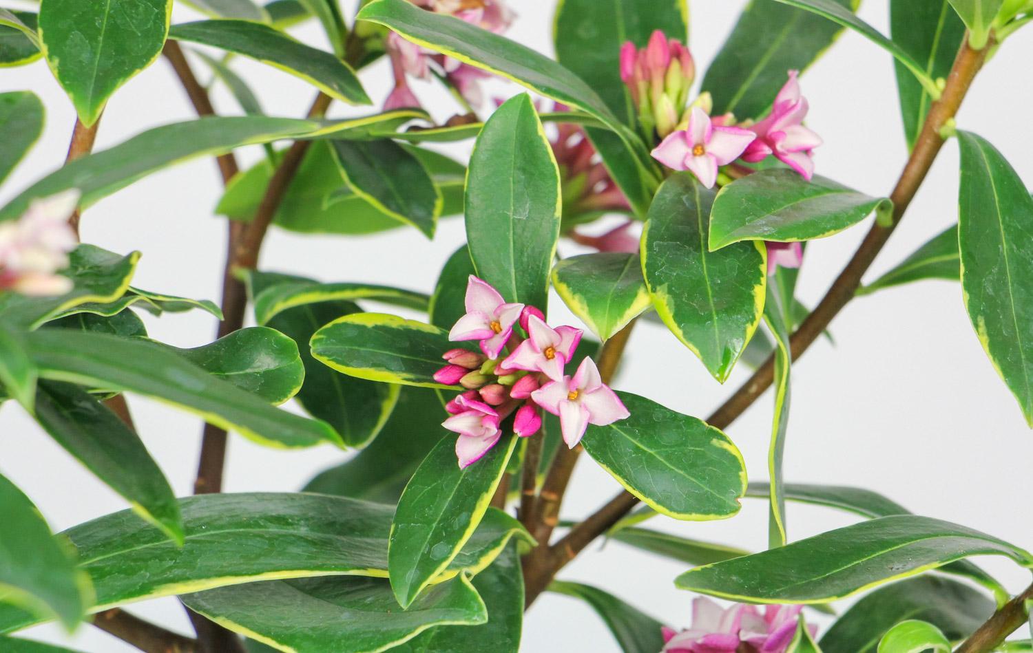 金边瑞香叶子耷拉萎蔫怎么办,金边瑞香开花后叶子枯萎补救方法