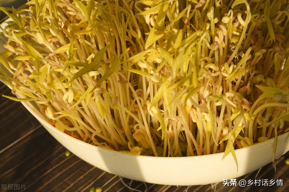 蒜黄和韭黄是怎么种出来的,韭黄与豆芽生长不需要阳光