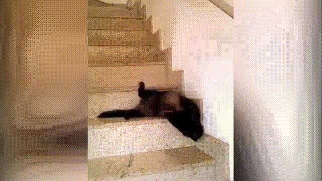 液体猫是真的吗,为什么都说猫咪是液体猫