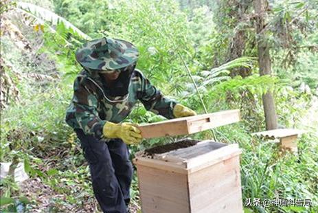 入侵海外的魔王，竟是云南人的宠物？三针能蛰死牛还被大量养殖