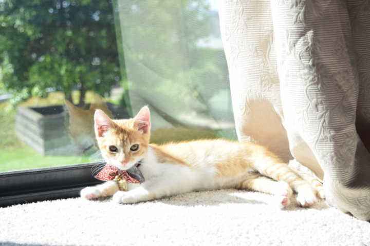 猫咪眼角脱毛是怎么回事,猫咪内分泌失调导致脱毛