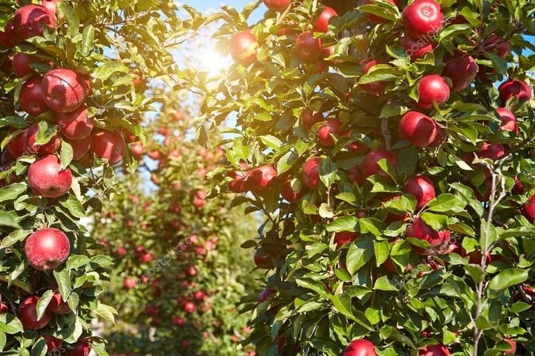 适合家庭院子种植的大型果树,适合阳台种植的果树结果多