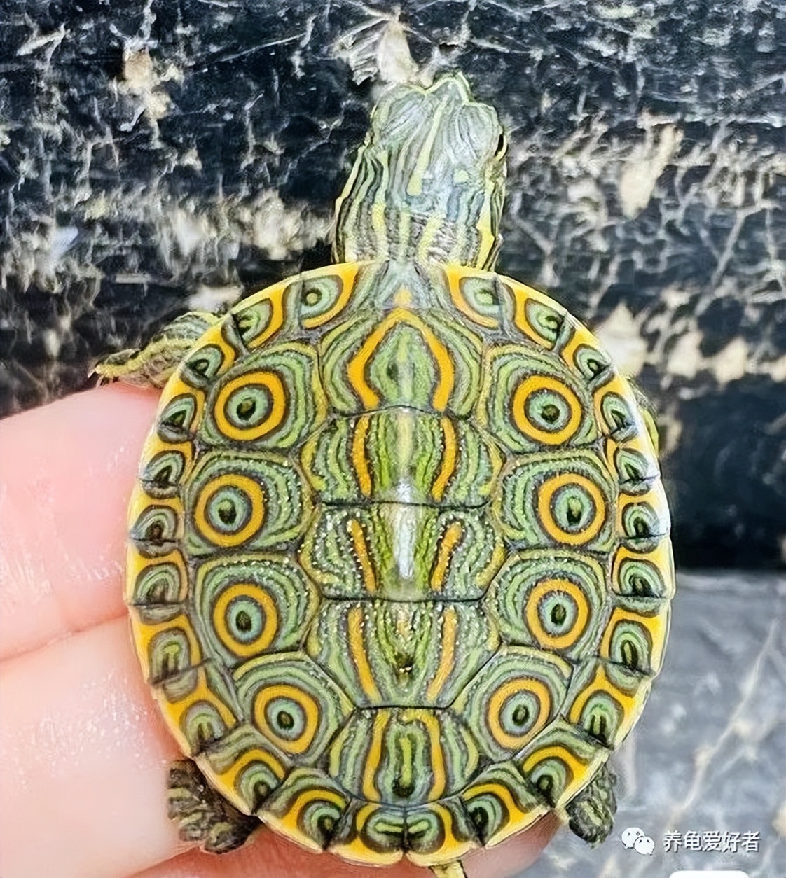 养龟最常见的病,养龟夏季浅水冬季深水