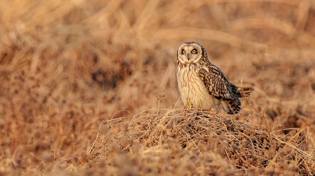 更轻、更锐、手持更稳适马60-600mmF4.5-6.3DGDNOS微单版镜头评测