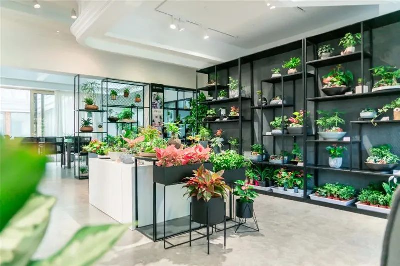 从小花店到年入900万元园艺名企，看温州绿趣的两次转型