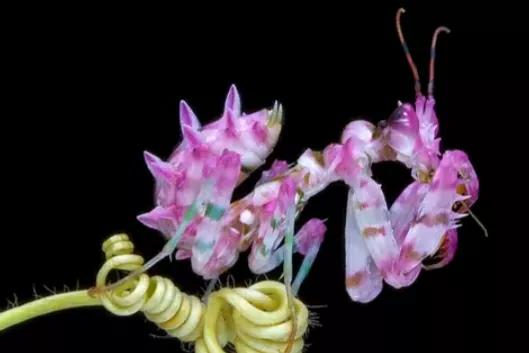 螳螂吃掉自己丈夫的头,螳螂为什么吃掉配偶螳螂吃蛇