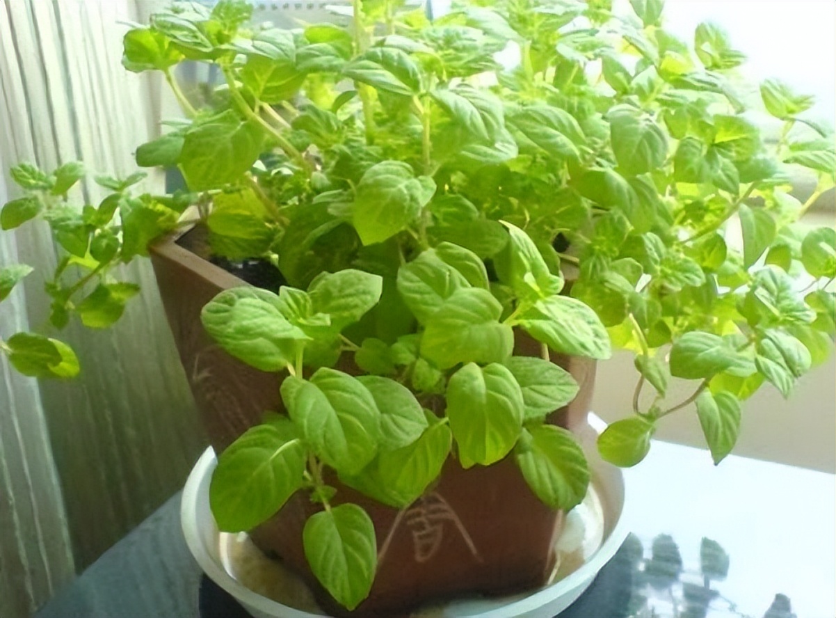 适合家养吸甲醛的绿植,适合家庭种植的除甲醛植物