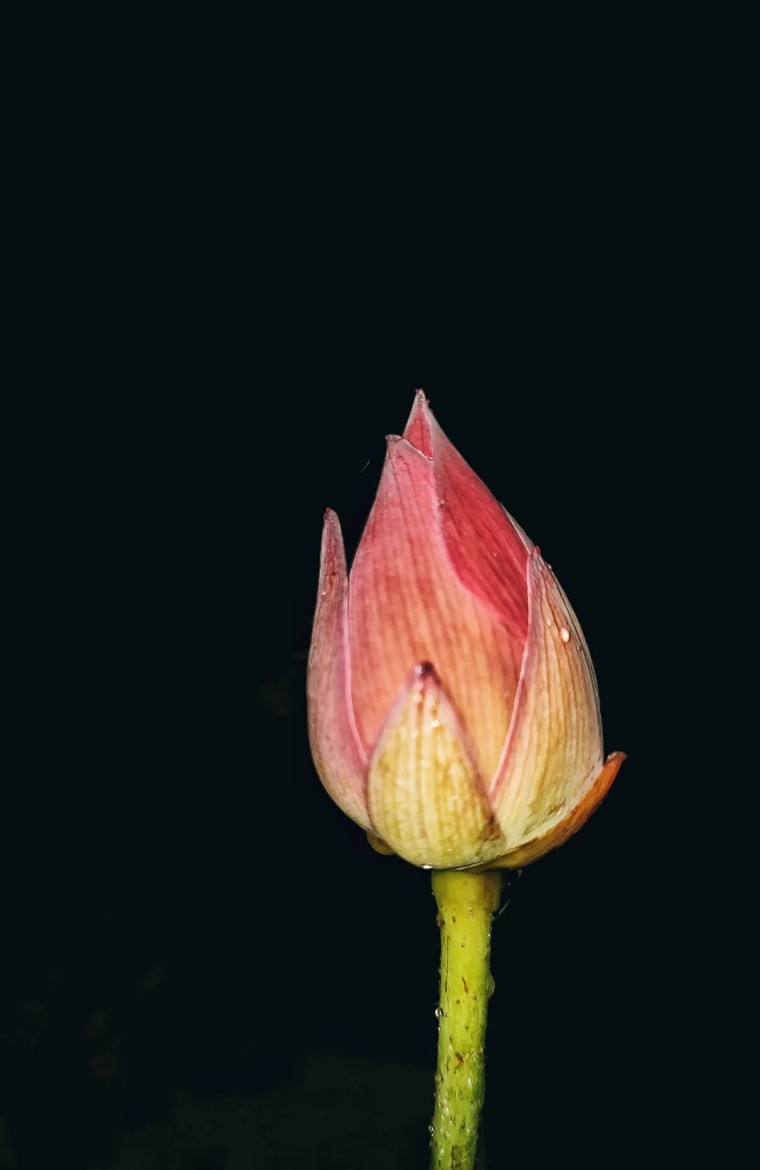 手机摄影作品欣赏夏荷之韵,夏荷摄影效果怎么样