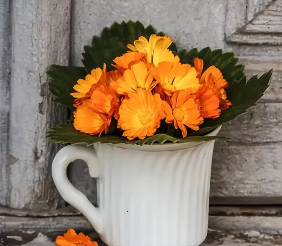 怎么消灭4种蟑螂最有效的方法,蟑螂怎么消灭最彻底的方法图片