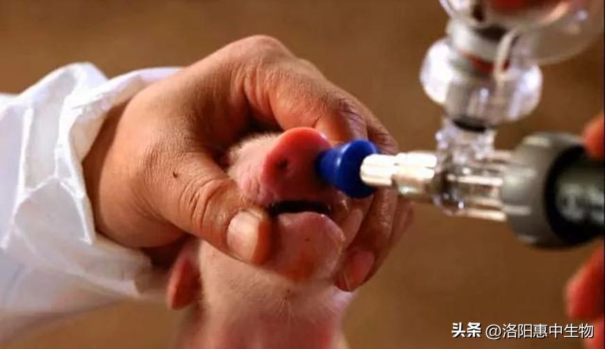 伪狂犬病疫情报道,伪狂犬防控应急预案