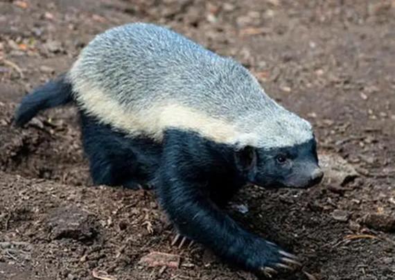 草原小霸王蜜獾,蜜獾那么凶猛真实的战斗力咋样