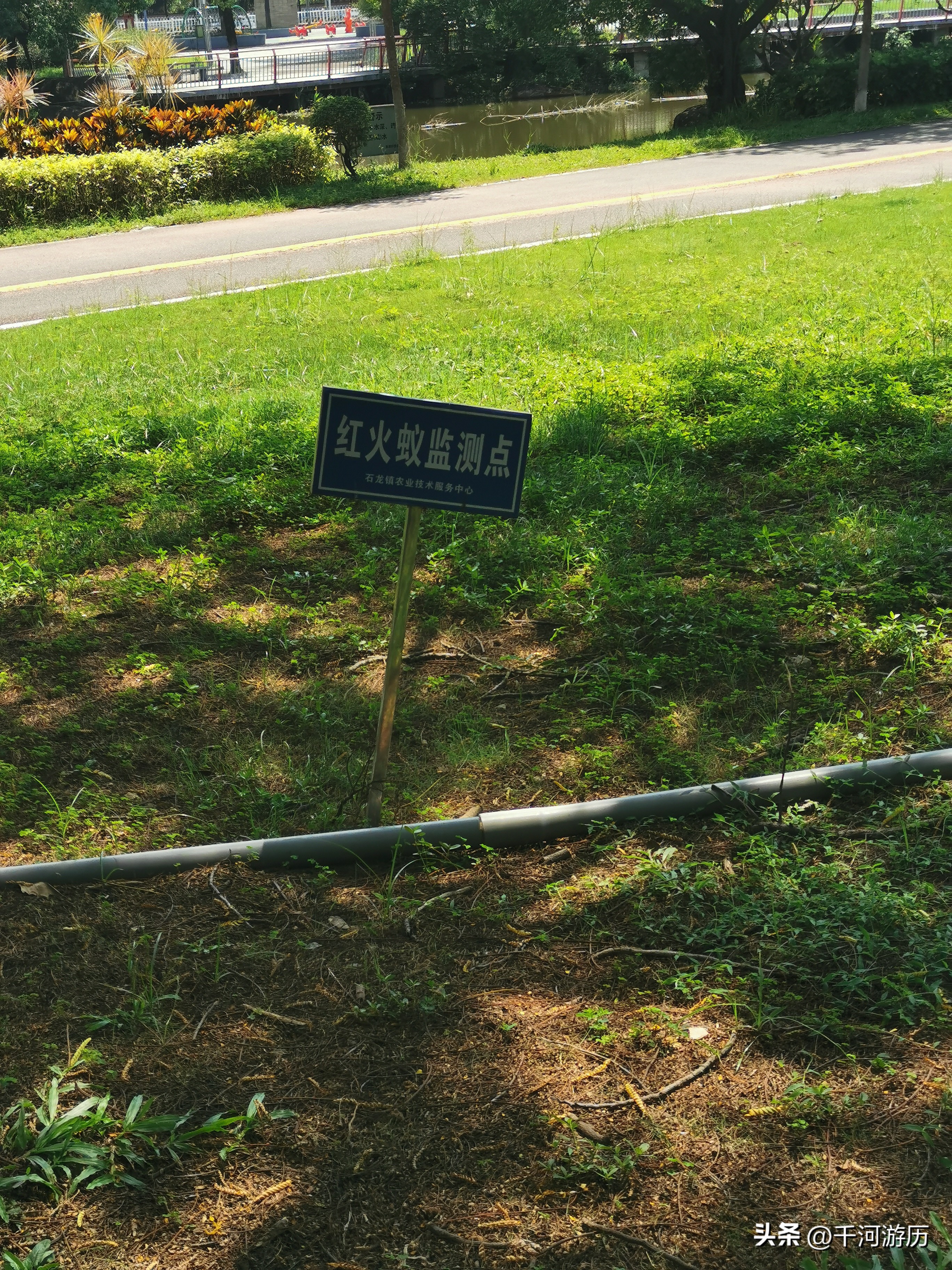 广东红火蚁怎么治,广东发现红火蚁要找哪个部门处理