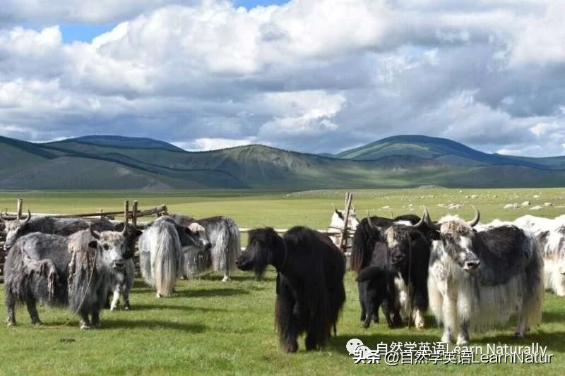 英闻独家摘选：人类到底何时开始饮用牦牛奶？关键证据出现！