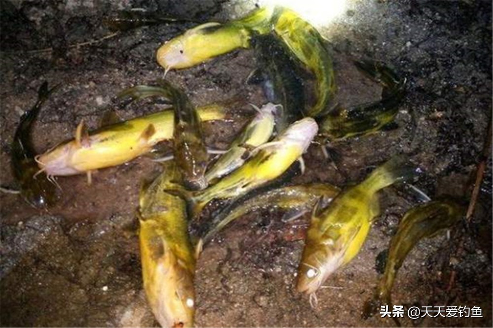 夜钓黄颡鱼，用3种民间钓法，简单实用好掌握，收获更有保证