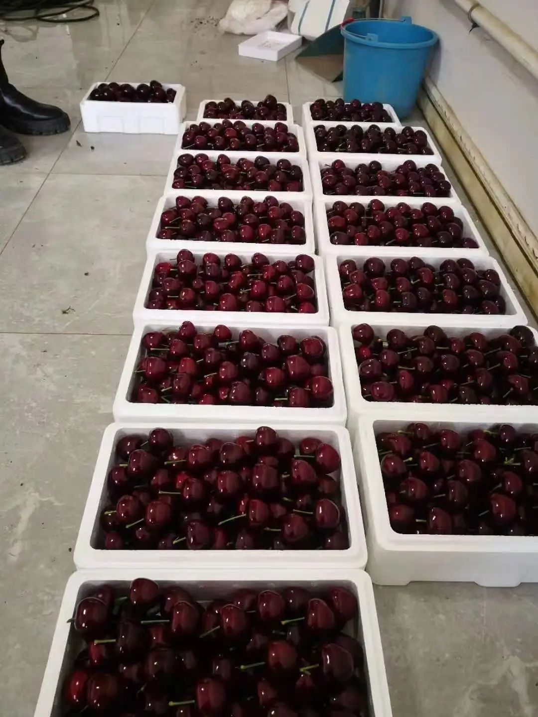 空调大樱桃,卖出“金子价”