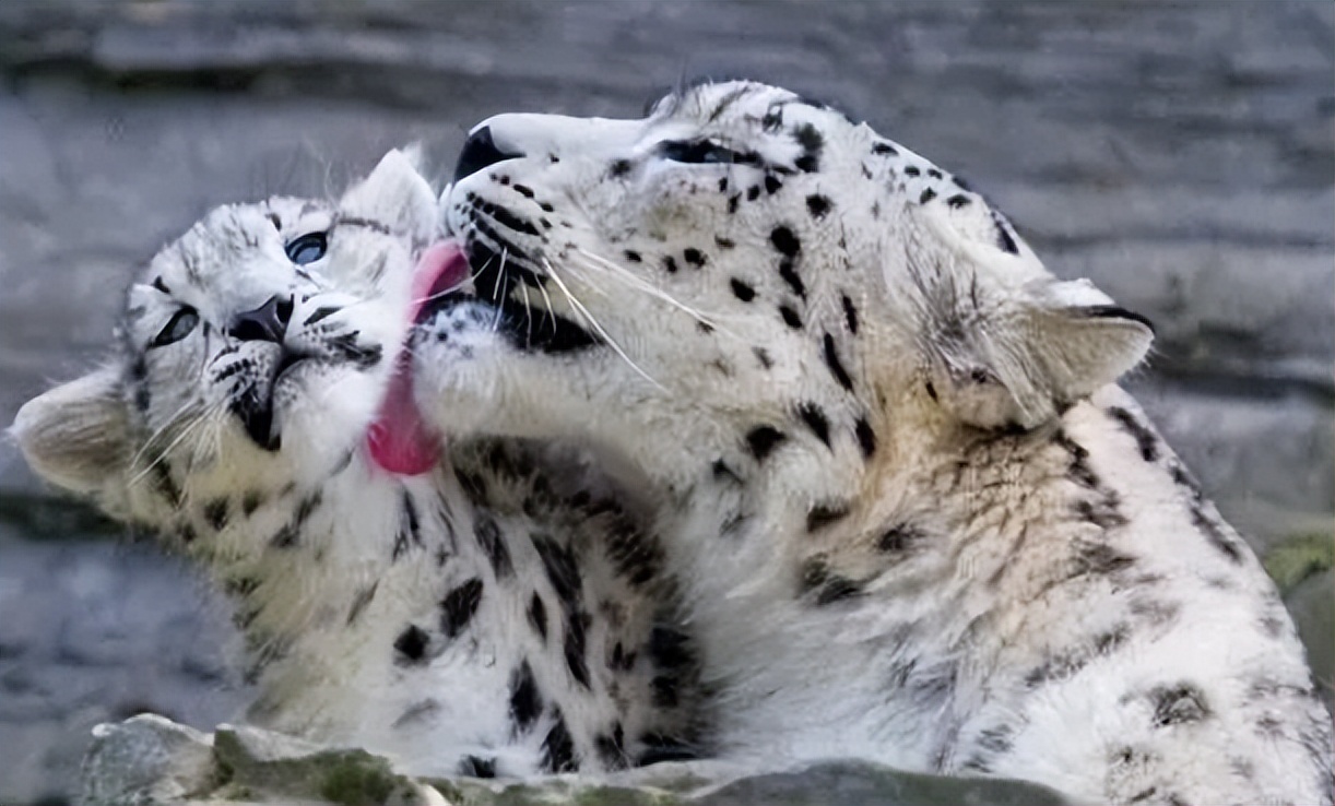 08年新疆牧民捡两只猫崽,中国男子捡到一只奶猫