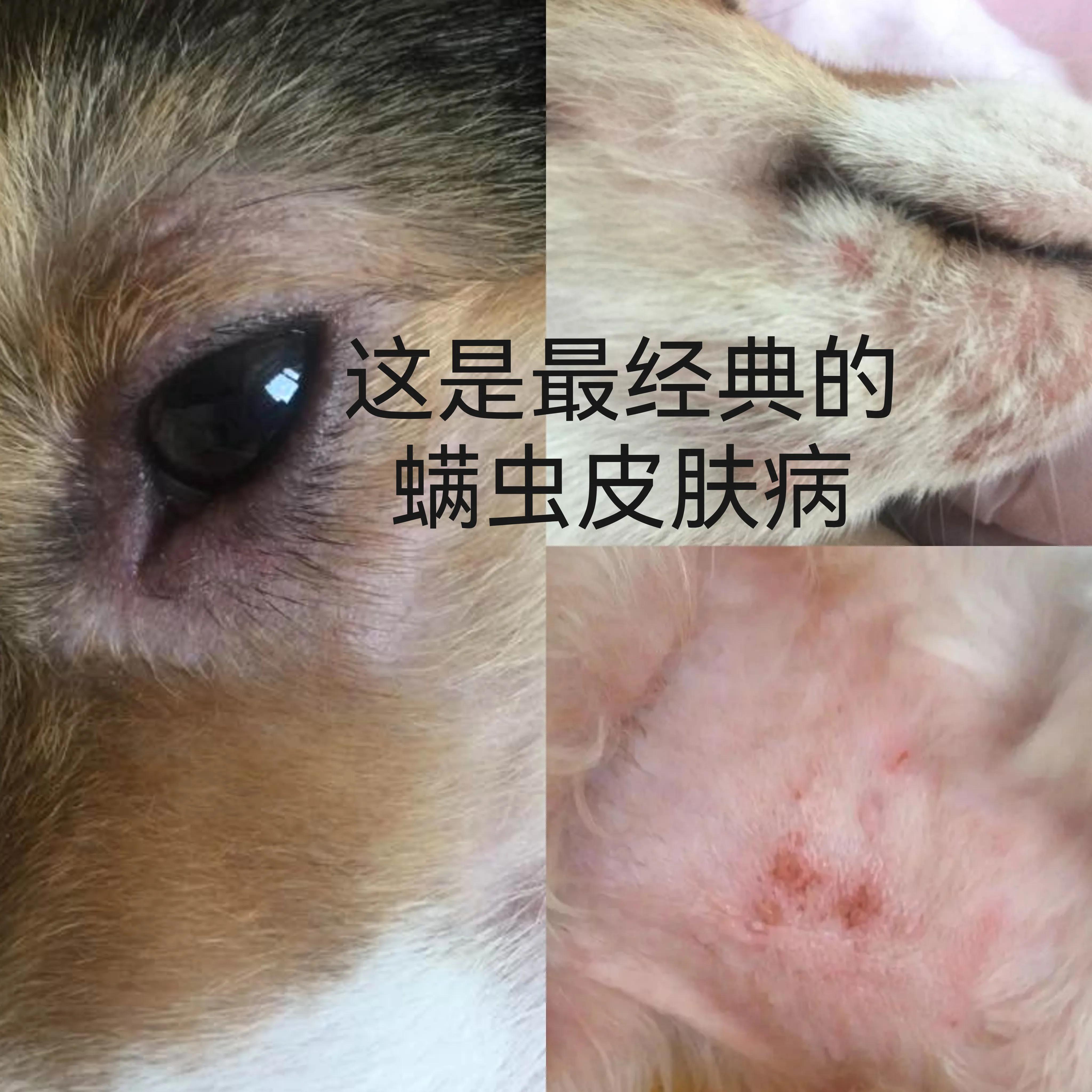 狗的皮肤病怎么治才能根除呢图片 (狗的皮肤病怎么治才能根除呢)