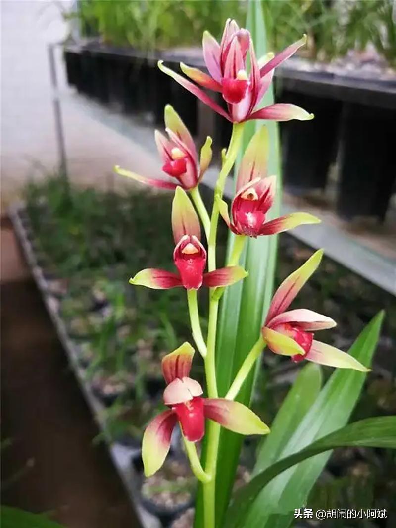 建兰八大经典品种,建兰八大名品哪个品种最香