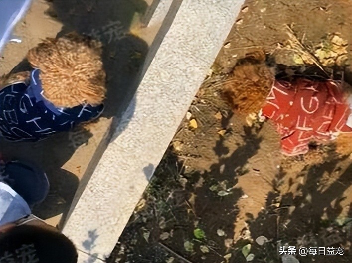 泰迪偷溜出去,泰迪偷跑出家门