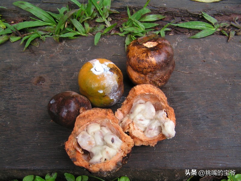 坐拥10亿亩耕地，被誉为非洲心脏的非洲第二大国，8种奇珍异果