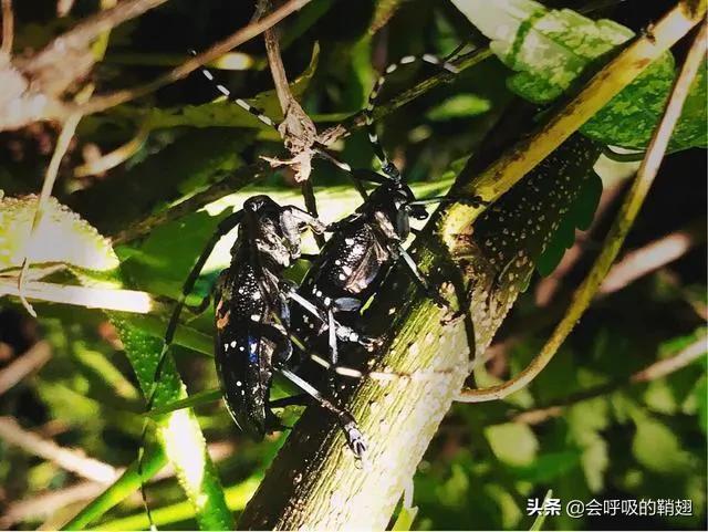 星天牛喜欢苦楝树,星天牛苦楝树