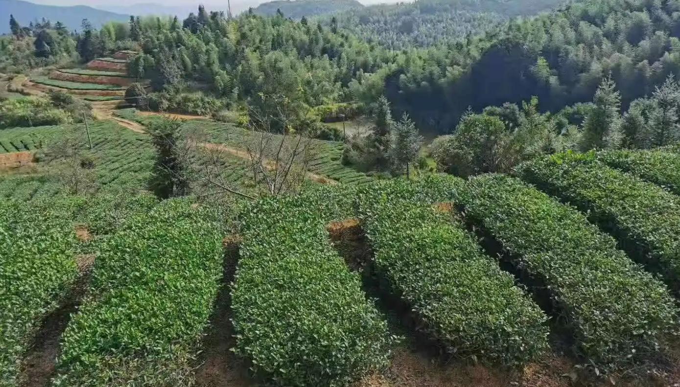 铁观音抗衰,铁观音是好茶吗还是坏茶