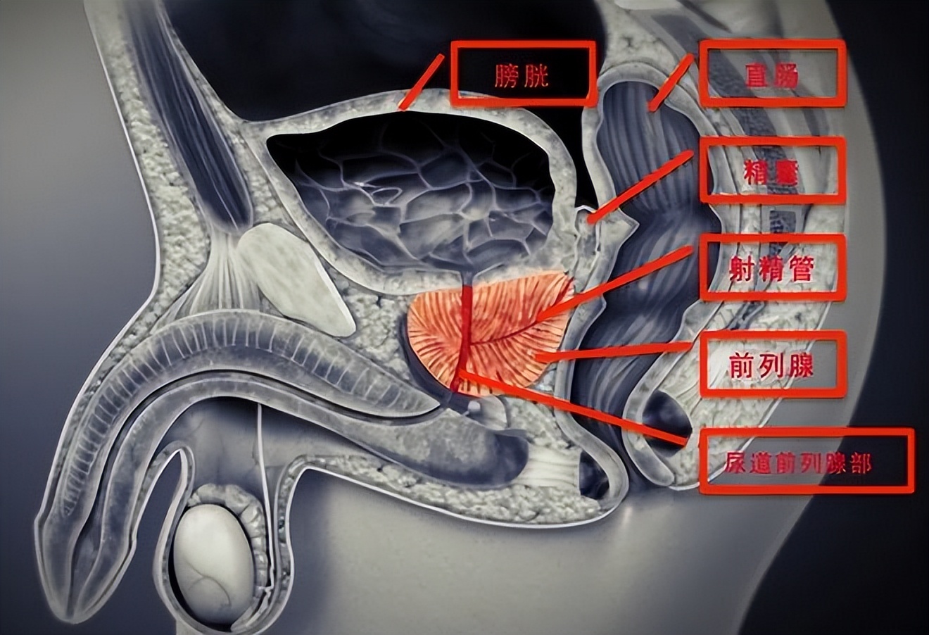 男性性功能会随年龄逐渐减退?哪些原因导致?阿伐那非可有效改善