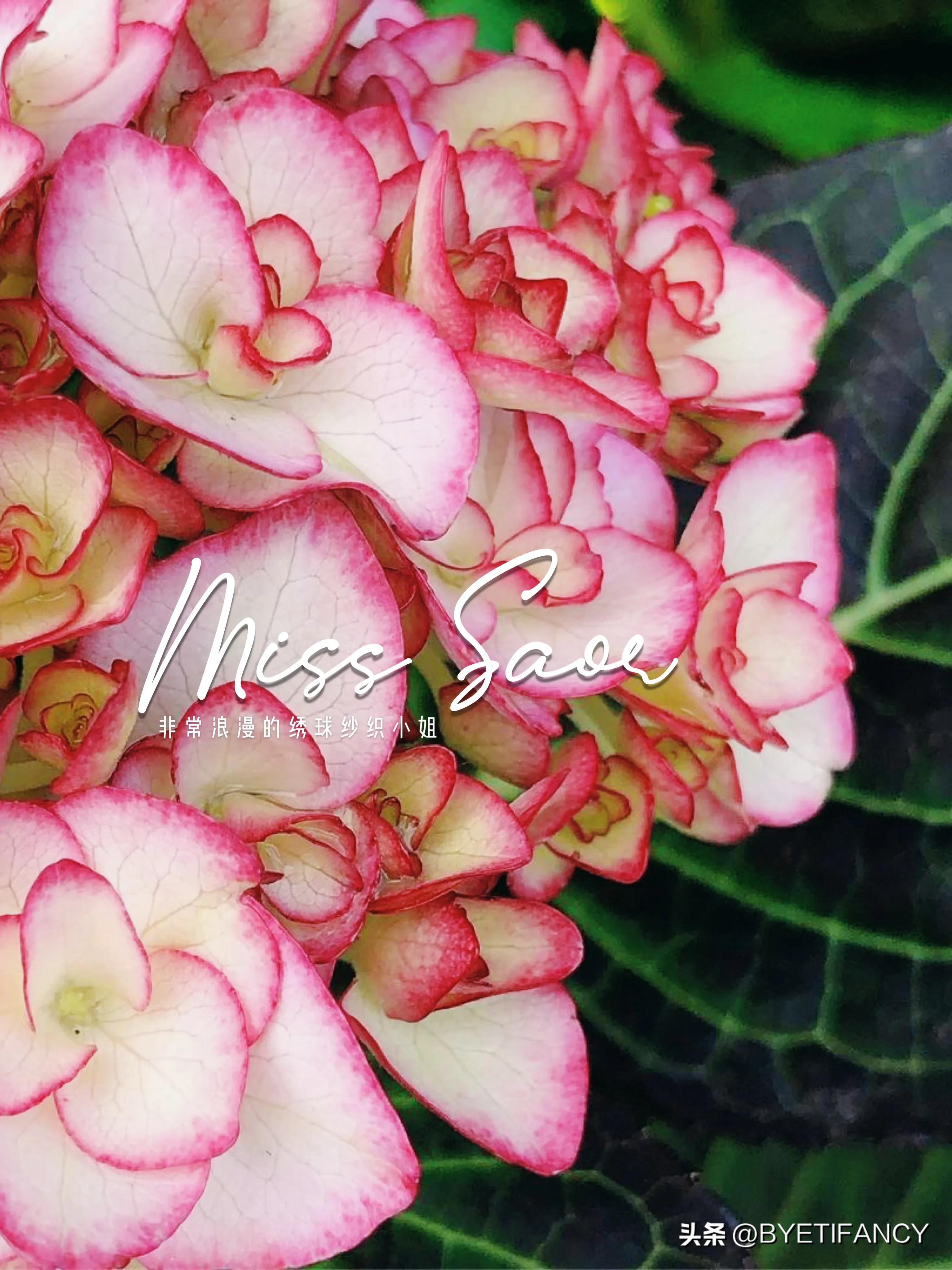 纱织小姐绣球好养吗,纱织小姐与塞布丽娜绣球区别