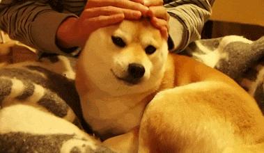 养一只小狗对孩子有什么好处,养只小狗对孩子成长的意义