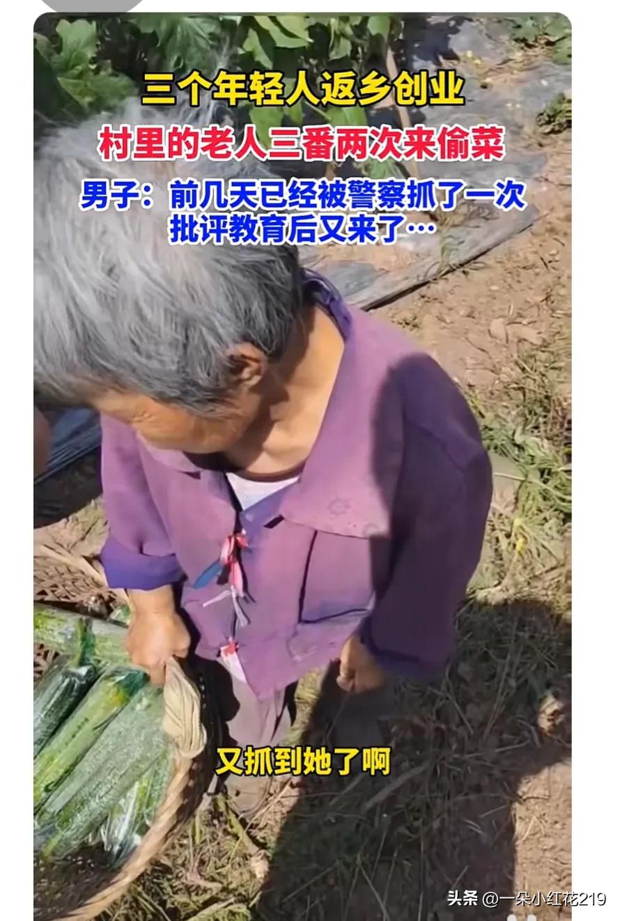 你说咋处理？三名青年返乡创业，贫穷老人几次三番背着背篼来偷