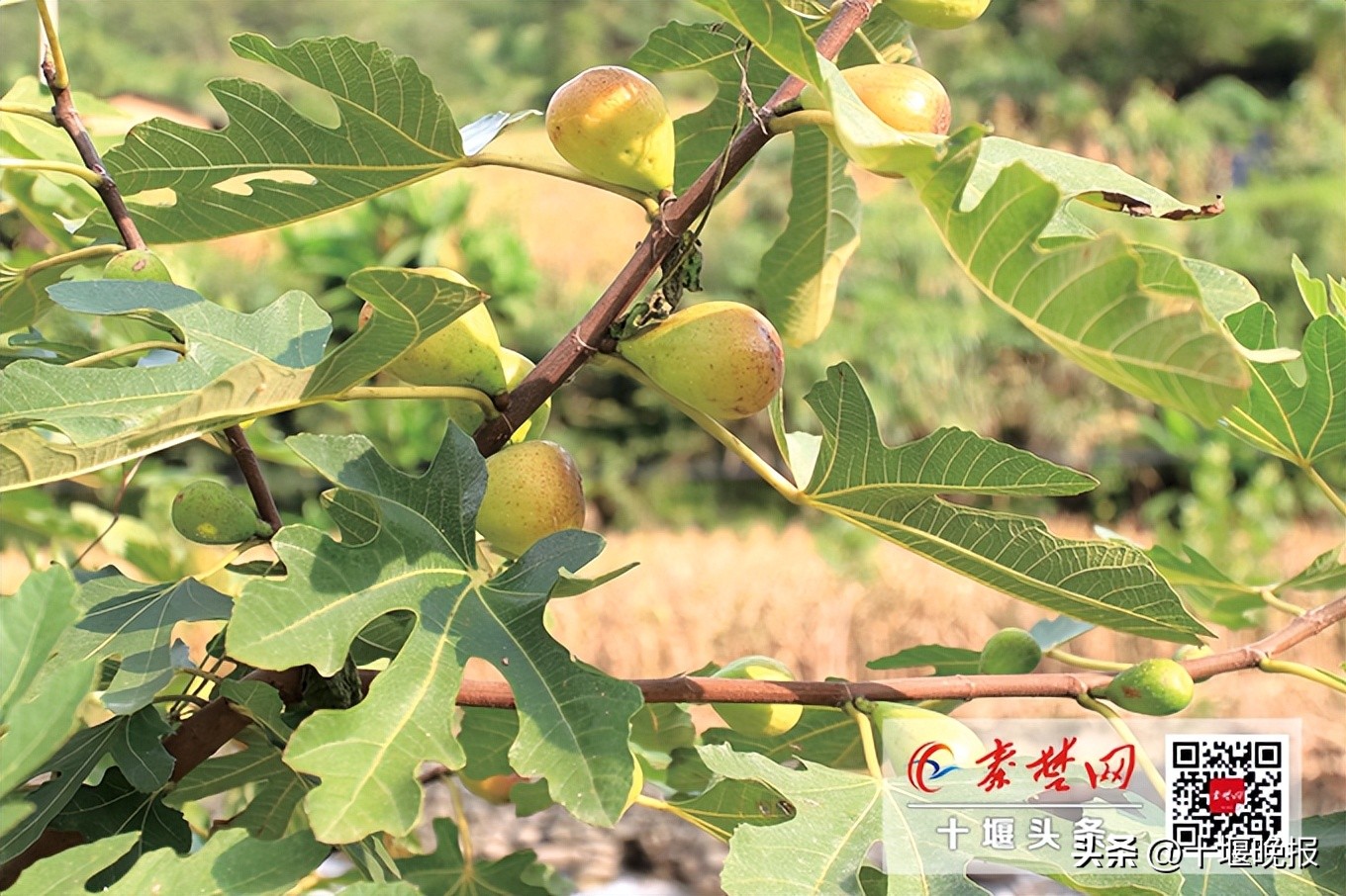 又香又甜的秋果,哪种秋果最好吃