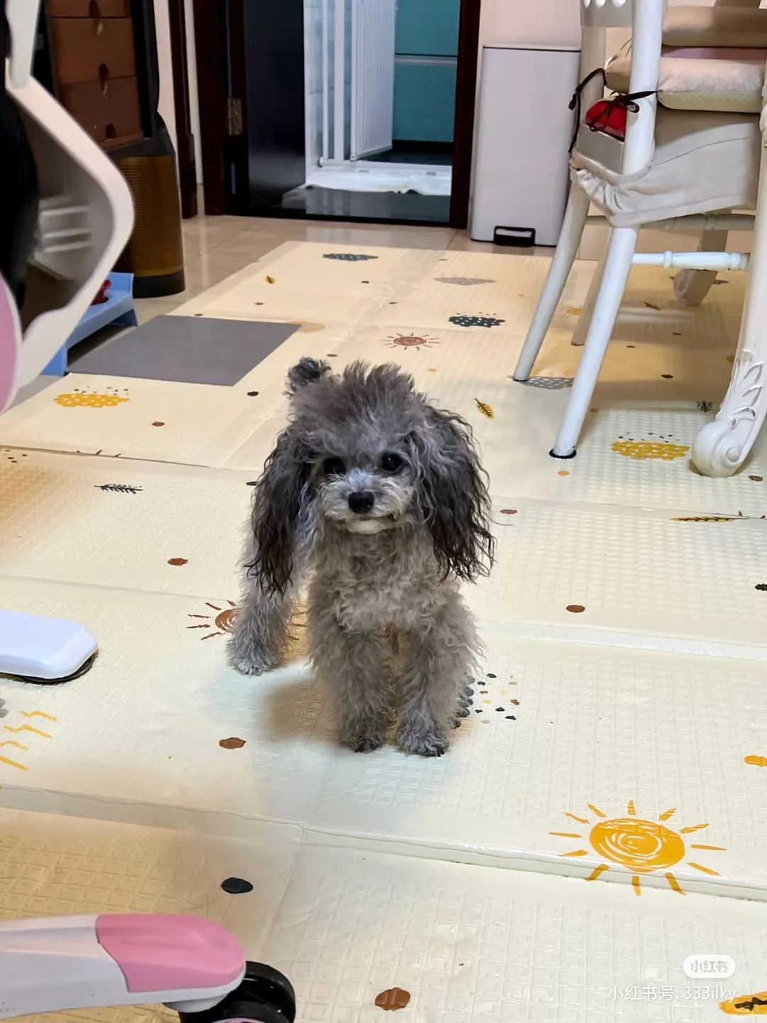 谁懂啊！回南天的养狗人家，惨过住鸡圈！pang臭！