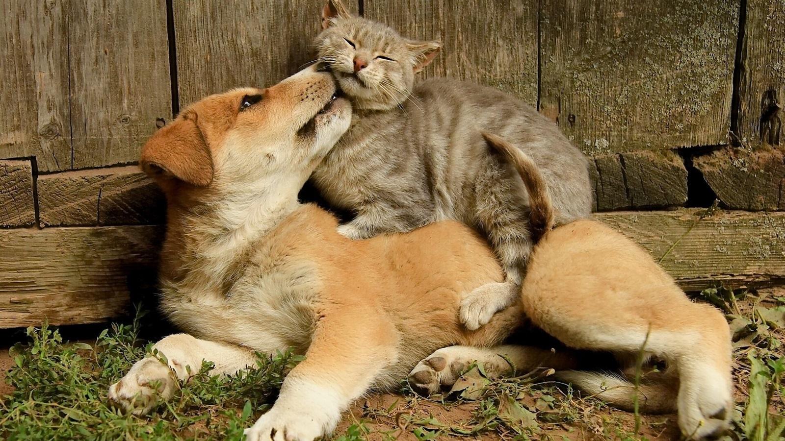 主人太经常在家猫咪会抑郁吗,狗狗和猫咪在家里的最佳表现