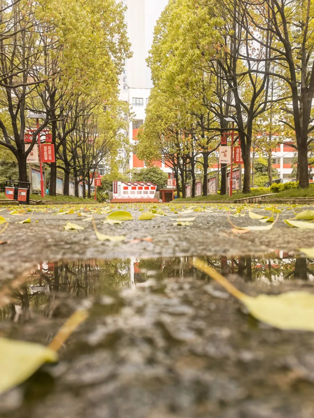 秋季限定|昆明九所学校，送你诗意校园里的一抹金