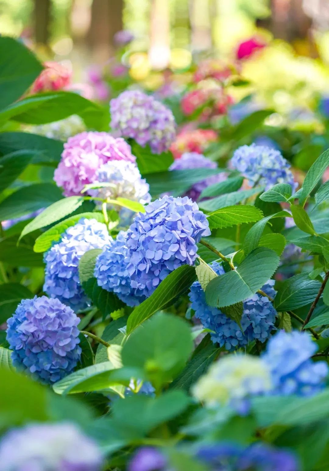 梅州出发4-5天旅游推荐,从广州出发自由行梅州4天攻略