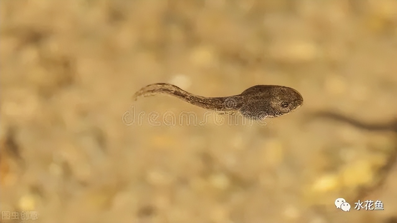 蝌蚪和蟾蜍的卵如何区别,如何分辨蝌蚪长大是青蛙还是蟾蜍