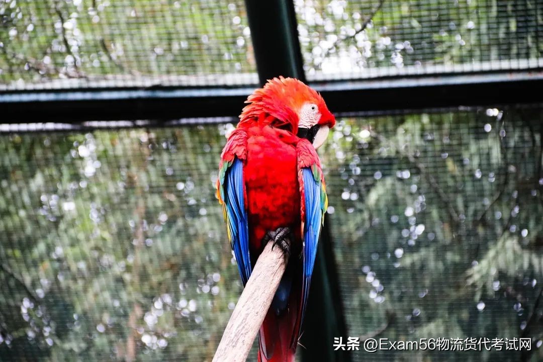 DHL和阿里巴巴菜鸟联合投资六千万欧元在波兰搭建最大配送网络