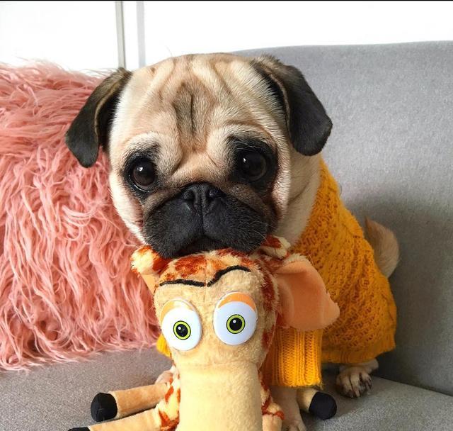 哈巴狗属于宠物狗吗为什么不叫,为什么哈巴狗越来越少