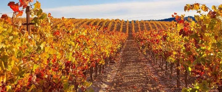 勃艮第传统霞多丽,勃艮第最好的霞多丽