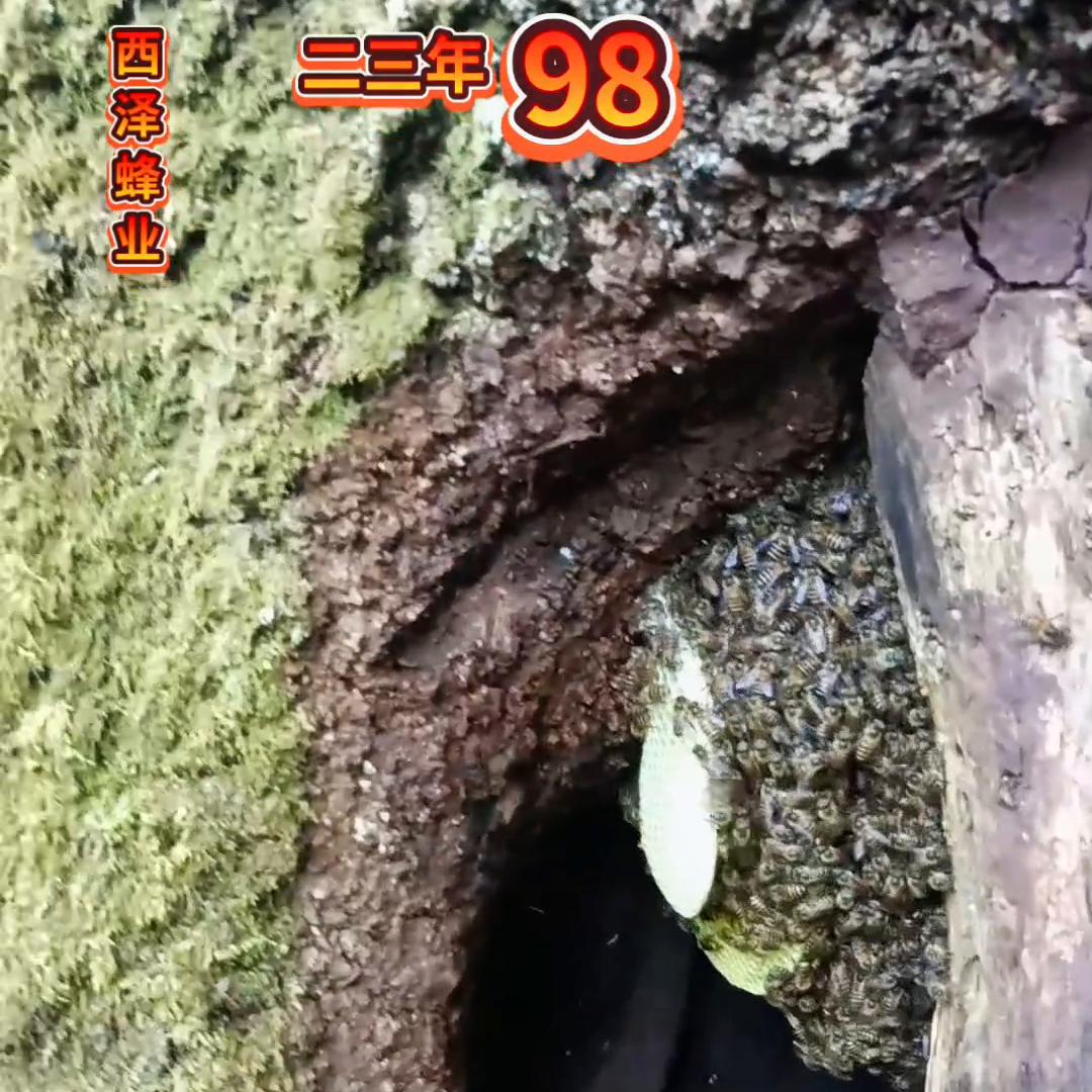 户外找蜂诱蜂技术,活蜂诱蜂的正确方法