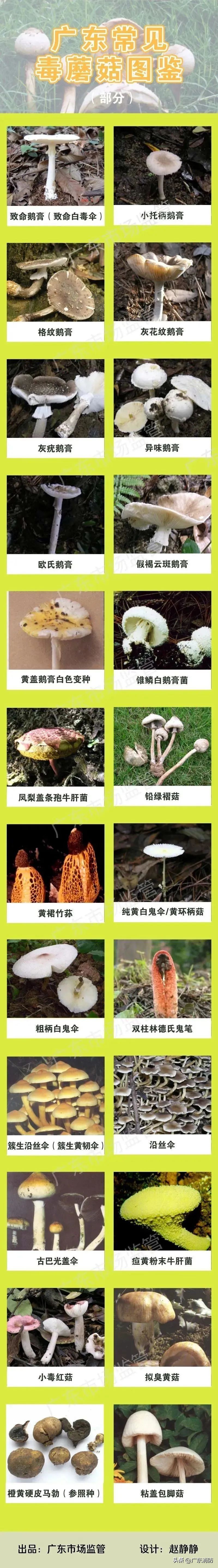 在深山老林捡菌子,夫妻深山捡菌子