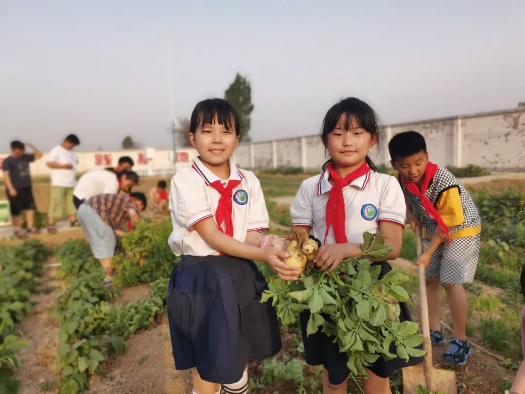 “土”露汗水“豆”耘童年——东风小学劳动教育实践活动之土豆丰收季