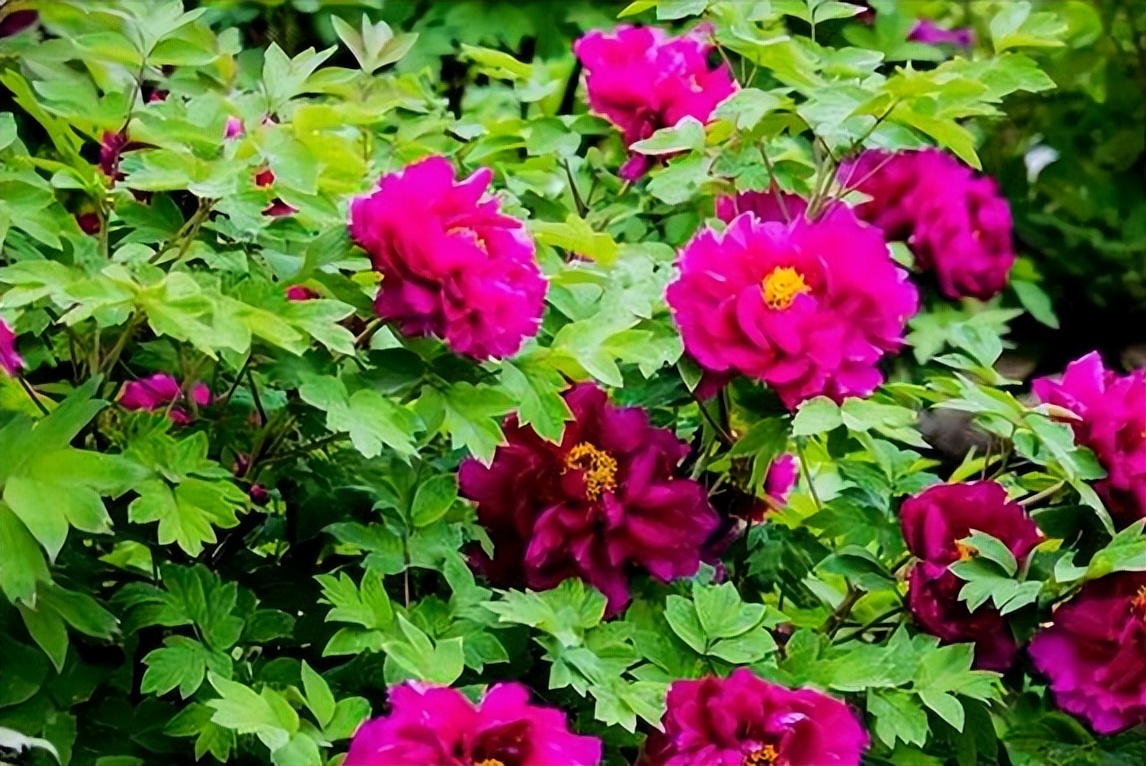 牡丹花古诗100幅,牡丹花娇艳古诗