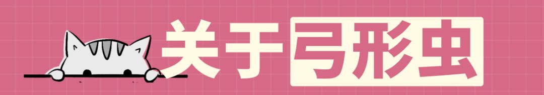 怀孕后可以继续养小猫小狗吗,怀孕了猫猫狗狗能养吗